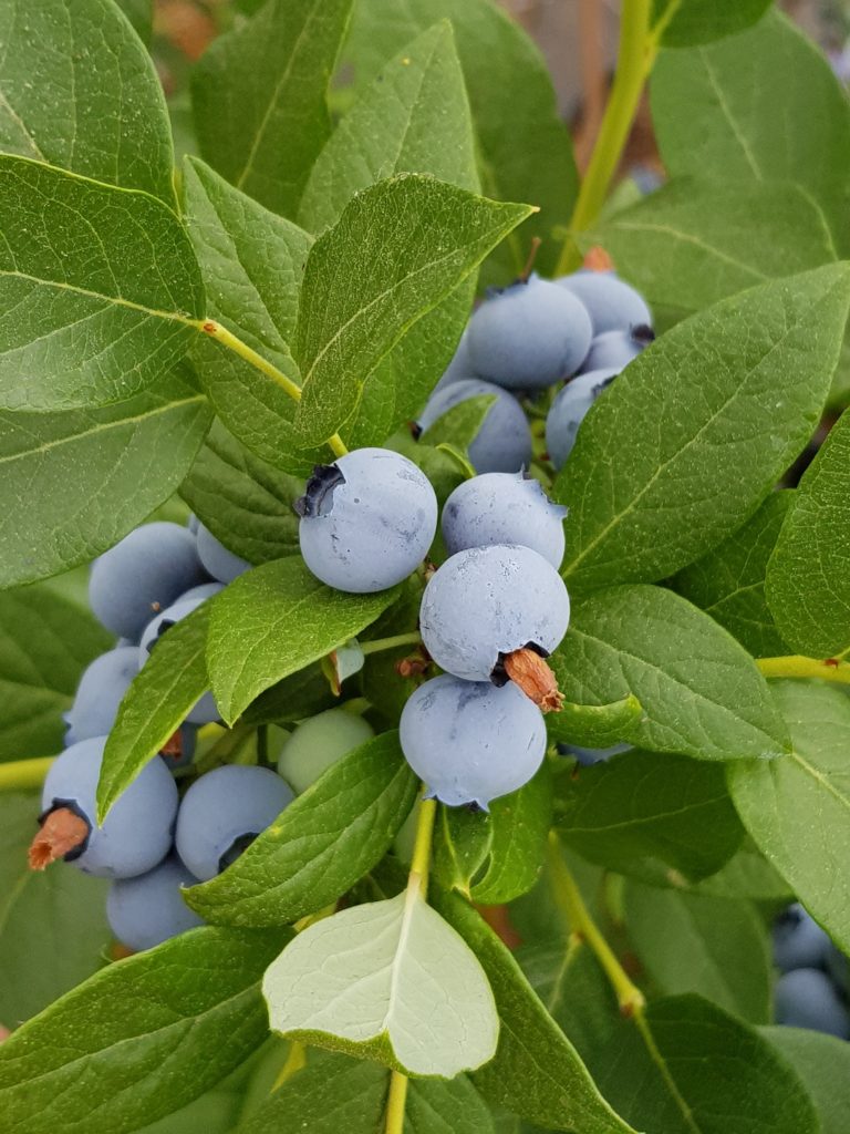 Kultursubstrate Beeren Produkt Heidelbeeren