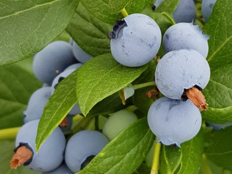 Kultursubstrate Beeren Produkt Heidelbeeren