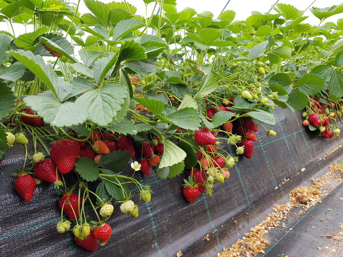 Erdbeer-Substrat, Erdbeeren wachsen in Erddämmen